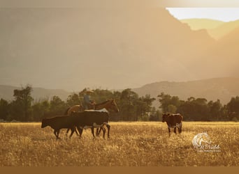 American Quarter Horse, Wałach, 7 lat, 147 cm, Jelenia