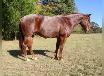 American Quarter Horse, Wałach, 7 lat, 147 cm, Kasztanowatodereszowata