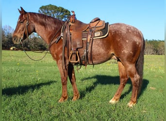 American Quarter Horse, Wałach, 7 lat, 147 cm, Kasztanowatodereszowata