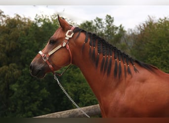 American Quarter Horse, Wałach, 7 lat, 148 cm