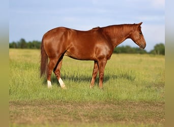 American Quarter Horse, Wałach, 7 lat, 150 cm, Cisawa
