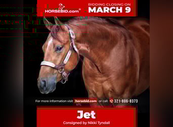 American Quarter Horse, Wałach, 7 lat, 150 cm, Cisawa