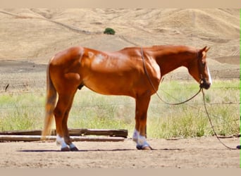 American Quarter Horse, Wałach, 7 lat, 150 cm, Cisawa