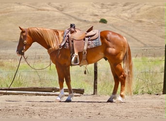 American Quarter Horse, Wałach, 7 lat, 150 cm, Cisawa