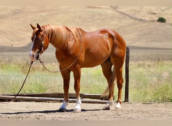 American Quarter Horse, Wałach, 7 lat, 150 cm, Cisawa
