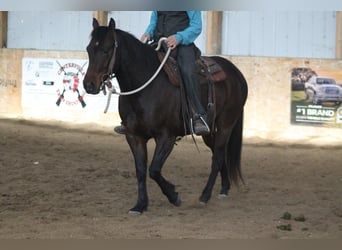American Quarter Horse, Wałach, 7 lat, 150 cm, Gniada