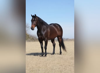 American Quarter Horse, Wałach, 7 lat, 150 cm, Gniada
