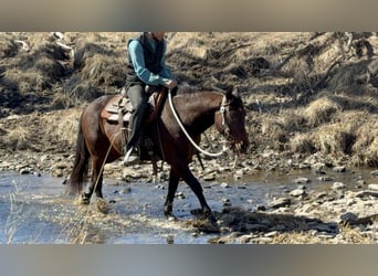 American Quarter Horse, Wałach, 7 lat, 150 cm, Gniada