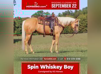 American Quarter Horse, Wałach, 7 lat, 150 cm, Izabelowata