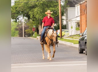 American Quarter Horse, Wałach, 7 lat, 150 cm, Izabelowata