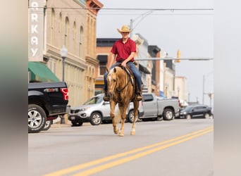 American Quarter Horse, Wałach, 7 lat, 150 cm, Izabelowata