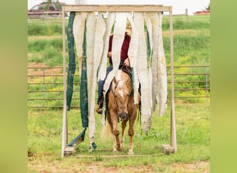 American Quarter Horse, Wałach, 7 lat, 150 cm, Izabelowata