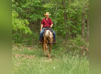 American Quarter Horse, Wałach, 7 lat, 150 cm, Izabelowata