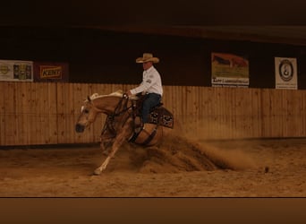 American Quarter Horse, Wałach, 7 lat, 150 cm, Izabelowata