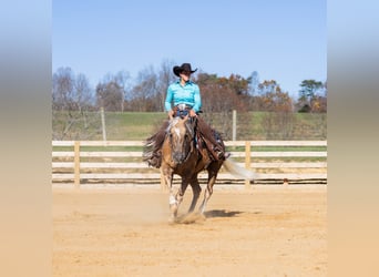 American Quarter Horse, Wałach, 7 lat, 150 cm, Izabelowata