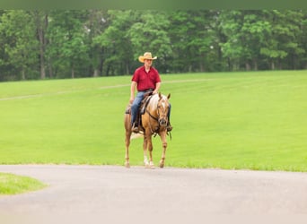 American Quarter Horse, Wałach, 7 lat, 150 cm, Izabelowata
