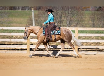 American Quarter Horse, Wałach, 7 lat, 150 cm, Izabelowata