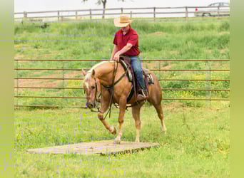 American Quarter Horse, Wałach, 7 lat, 150 cm, Izabelowata