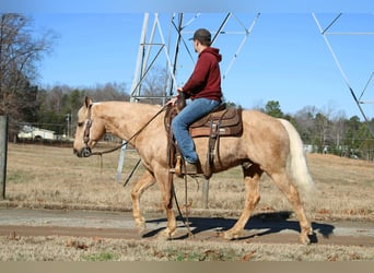 American Quarter Horse, Wałach, 7 lat, 150 cm, Izabelowata