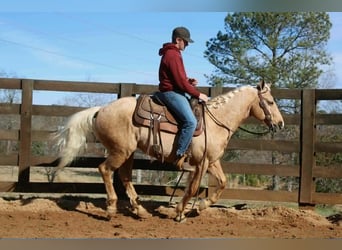 American Quarter Horse, Wałach, 7 lat, 150 cm, Izabelowata