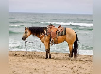 American Quarter Horse, Wałach, 7 lat, 150 cm, Jelenia