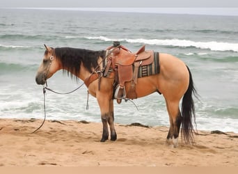 American Quarter Horse, Wałach, 7 lat, 150 cm, Jelenia