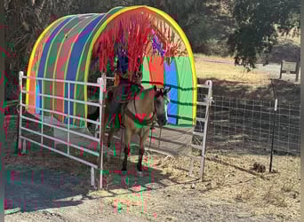 American Quarter Horse, Wałach, 7 lat, 150 cm, Jelenia