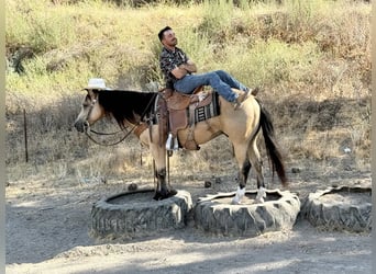 American Quarter Horse, Wałach, 7 lat, 150 cm, Jelenia