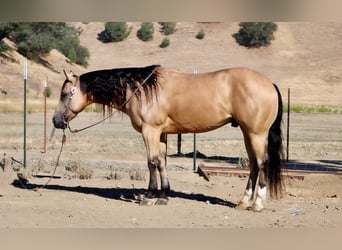 American Quarter Horse, Wałach, 7 lat, 150 cm, Jelenia