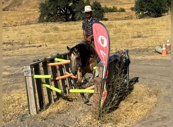 American Quarter Horse, Wałach, 7 lat, 150 cm, Jelenia