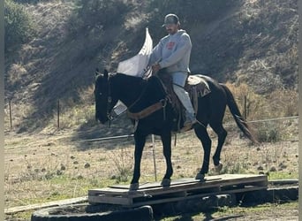 American Quarter Horse, Wałach, 7 lat, 150 cm, Kara