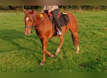 American Quarter Horse, Wałach, 7 lat, 150 cm, Kasztanowata
