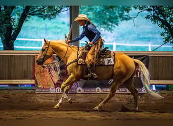 American Quarter Horse, Wałach, 7 lat, 150 cm