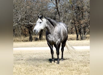 American Quarter Horse, Wałach, 7 lat, 150 cm, Siwa