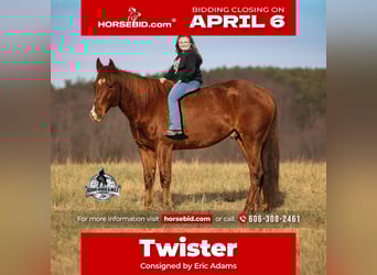 American Quarter Horse, Wałach, 7 lat, 152 cm, Ciemnokasztanowata