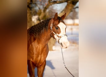 American Quarter Horse, Wałach, 7 lat, 152 cm, Ciemnokasztanowata