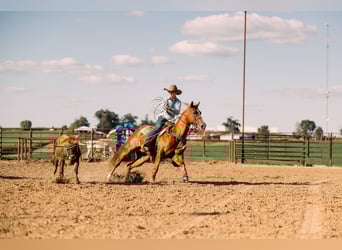 American Quarter Horse, Wałach, 7 lat, 152 cm, Cisawa