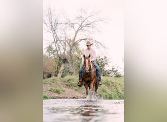 American Quarter Horse, Wałach, 7 lat, 152 cm, Cisawa