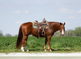 American Quarter Horse, Wałach, 7 lat, 152 cm, Cisawa