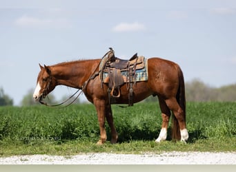 American Quarter Horse, Wałach, 7 lat, 152 cm, Cisawa