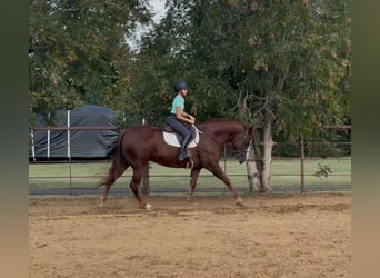 American Quarter Horse, Wałach, 7 lat, 152 cm, Cisawa