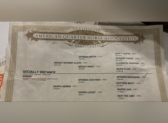 American Quarter Horse, Wałach, 7 lat, 152 cm, Cremello