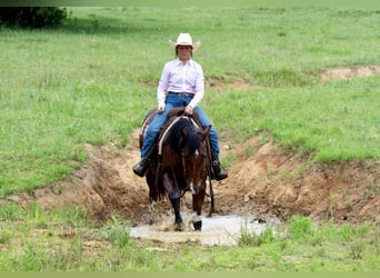 American Quarter Horse, Wałach, 7 lat, 152 cm, Gniada
