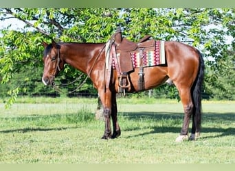 American Quarter Horse, Wałach, 7 lat, 152 cm, Gniada