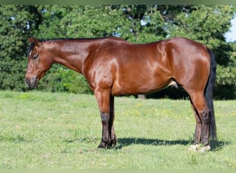 American Quarter Horse, Wałach, 7 lat, 152 cm, Gniada