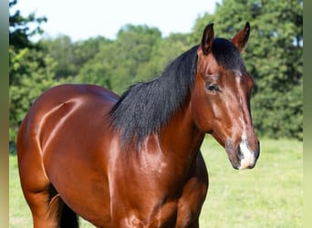 American Quarter Horse, Wałach, 7 lat, 152 cm, Gniada