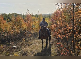 American Quarter Horse, Wałach, 7 lat, 152 cm, Gniadodereszowata