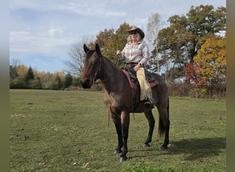 American Quarter Horse, Wałach, 7 lat, 152 cm, Gniadodereszowata
