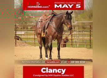 American Quarter Horse, Wałach, 7 lat, 152 cm, Gniadodereszowata