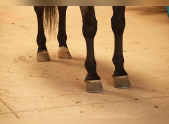 American Quarter Horse, Wałach, 7 lat, 152 cm, Gniadodereszowata